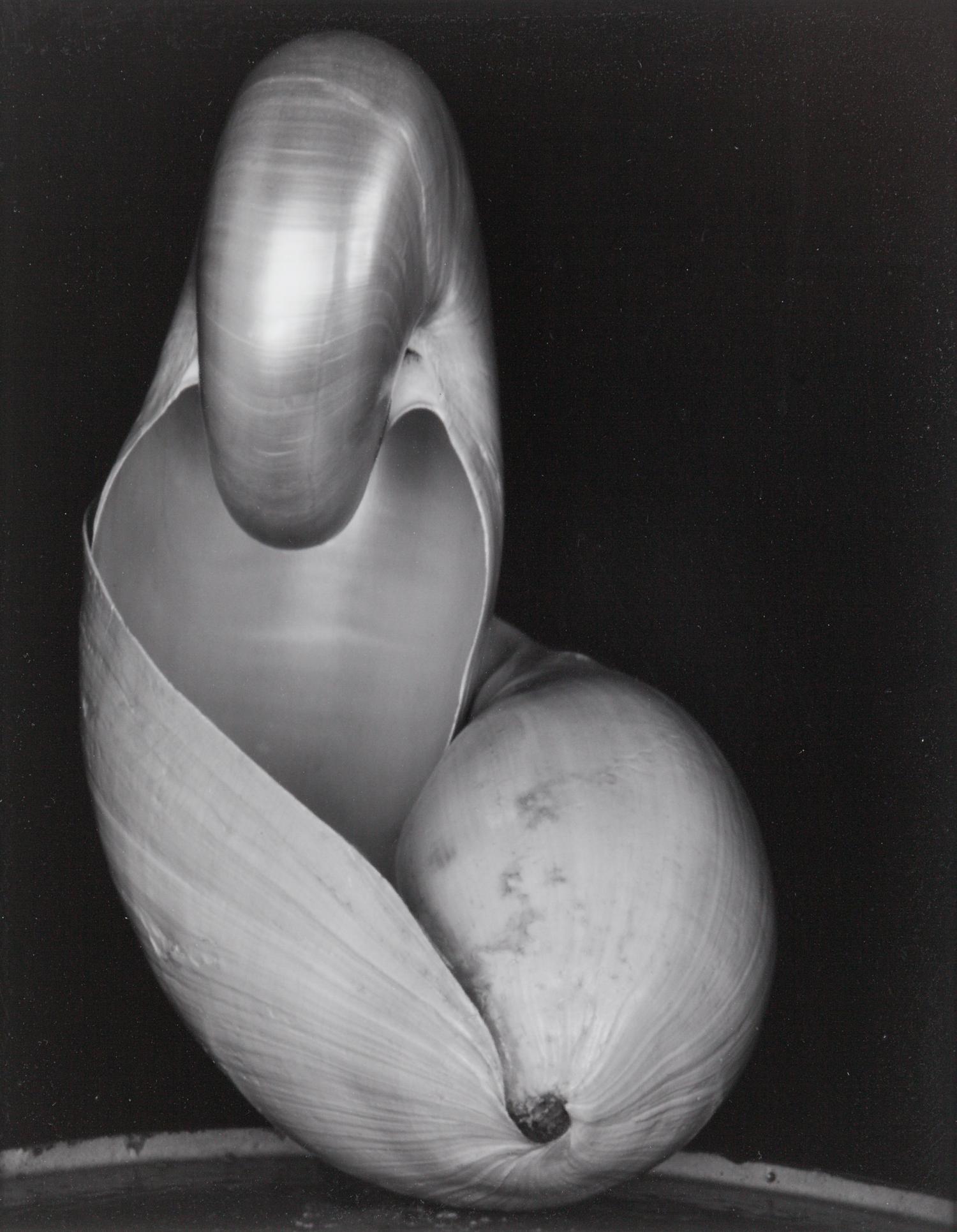 Shell