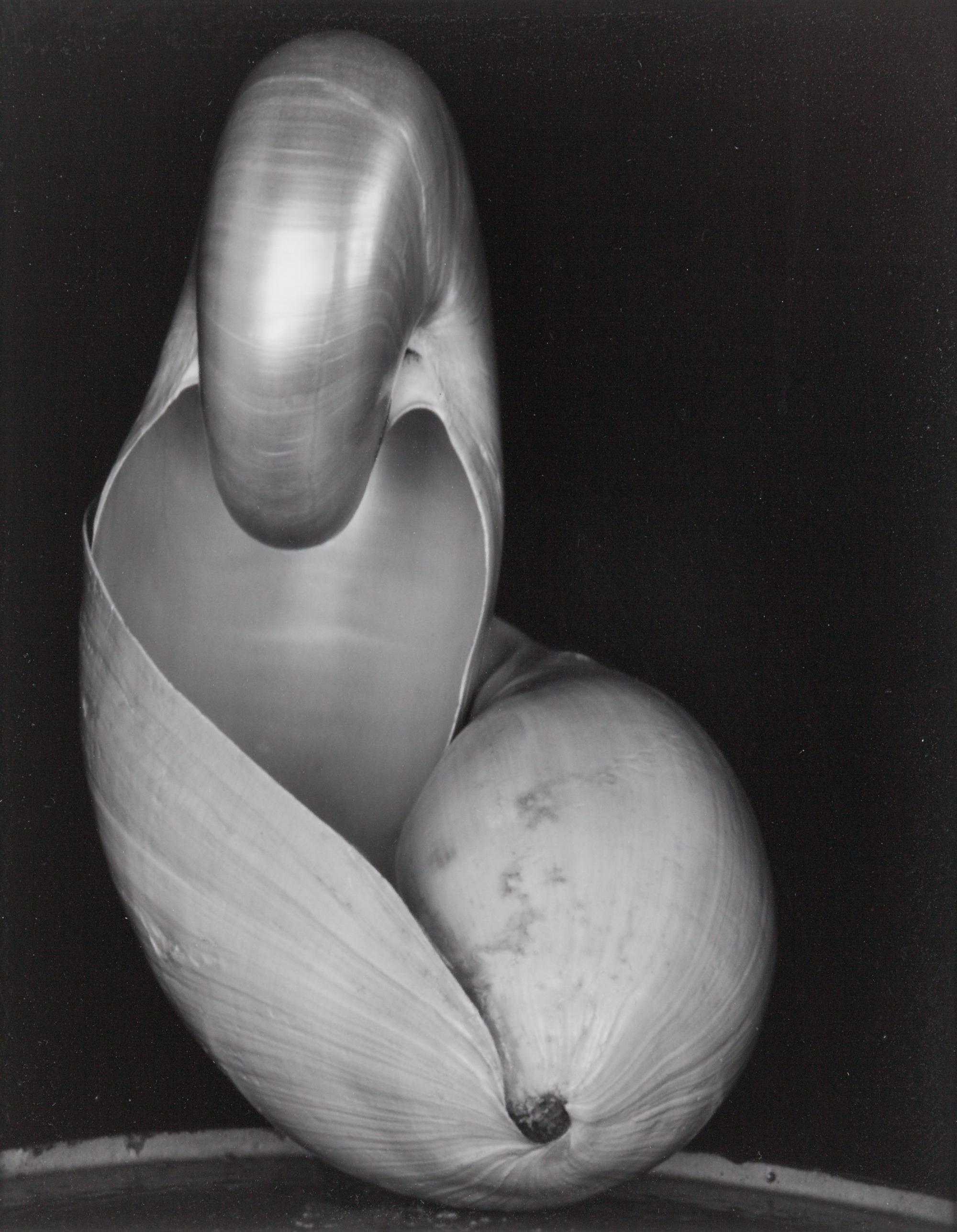 Shell