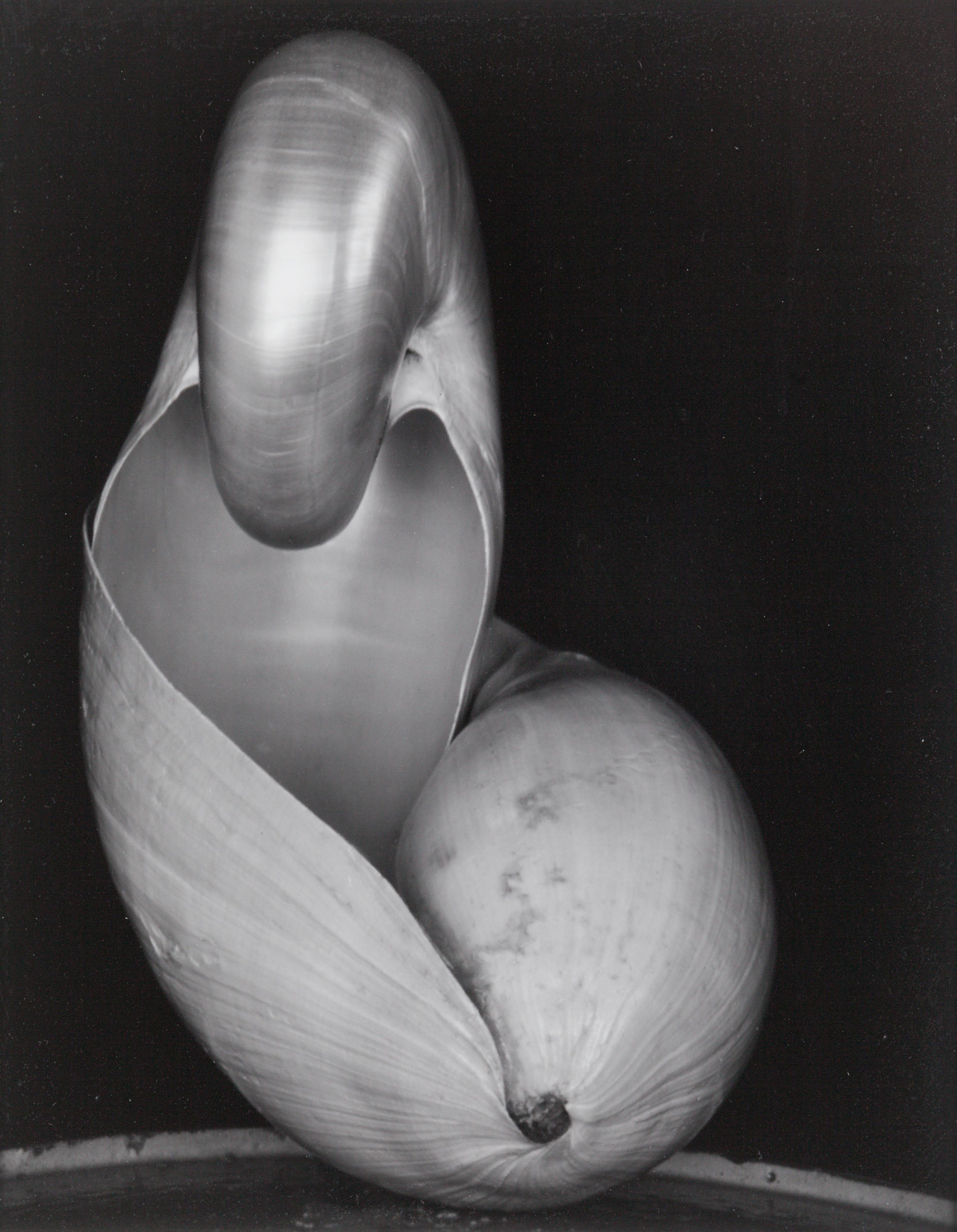 Shell