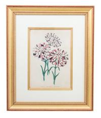 A Group of Four Hand-Colored Engravings from Sir John Paxton Framed 18 x 14 1/2 inches. — 19TH CENTURY