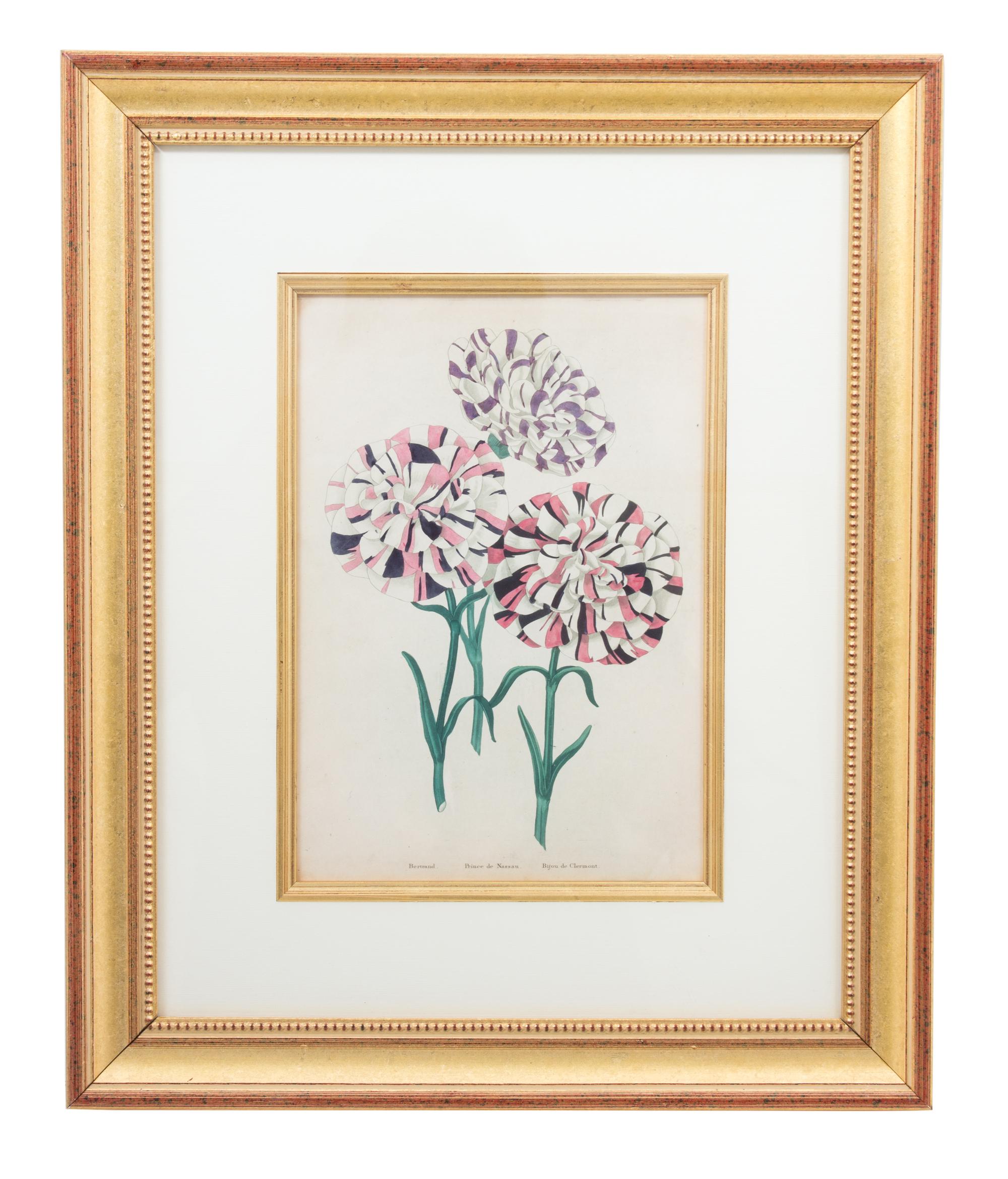 A Group of Four Hand-Colored Engravings from Sir John Paxton Framed 18 x 14 1/2 inches. — 19TH CENTURY