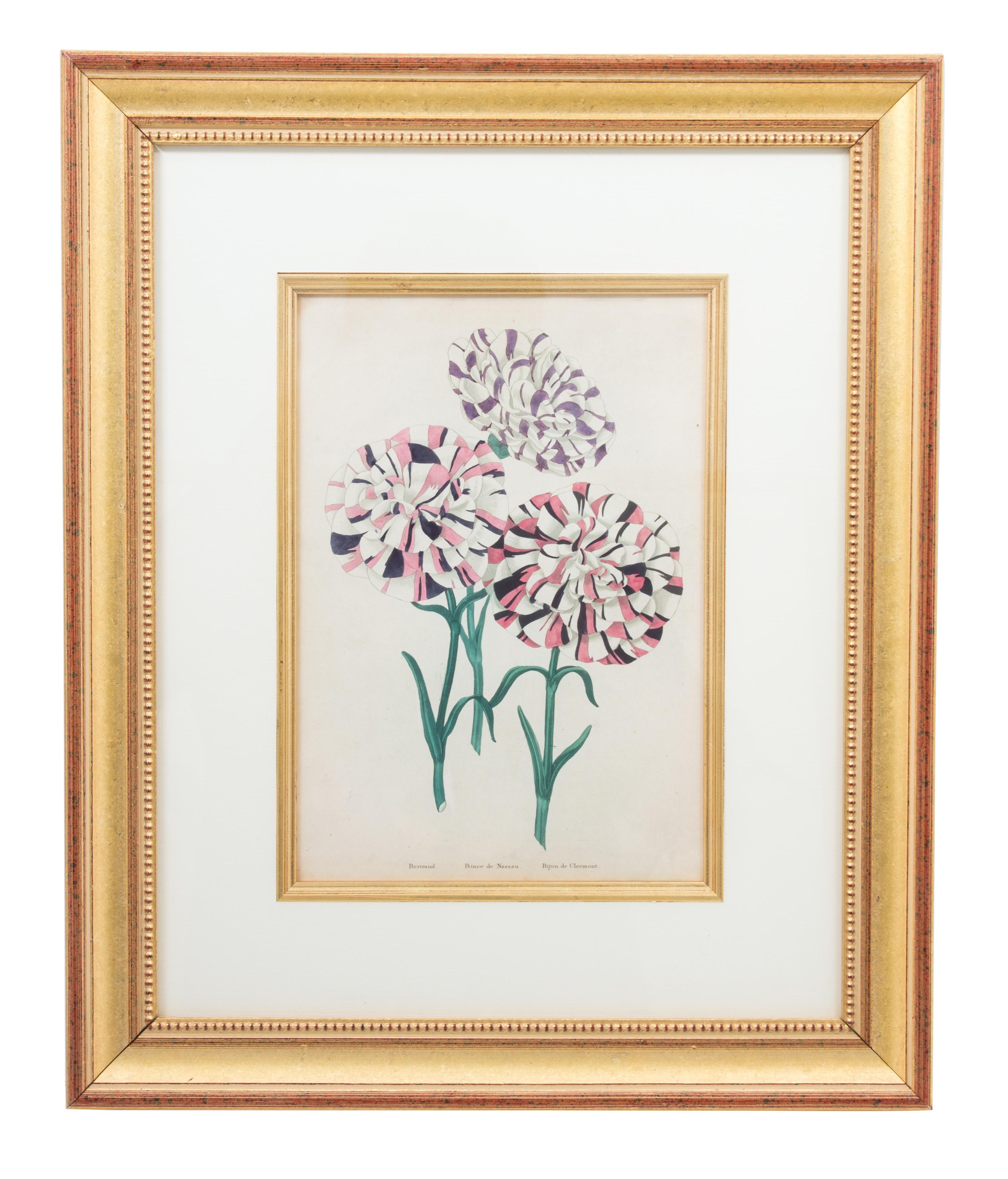 A Group of Four Hand-Colored Engravings from Sir John Paxton Framed 18 x 14 1/2 inches. — 19TH CENTURY