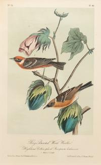 After John James Audubon (American, 1785-1851)