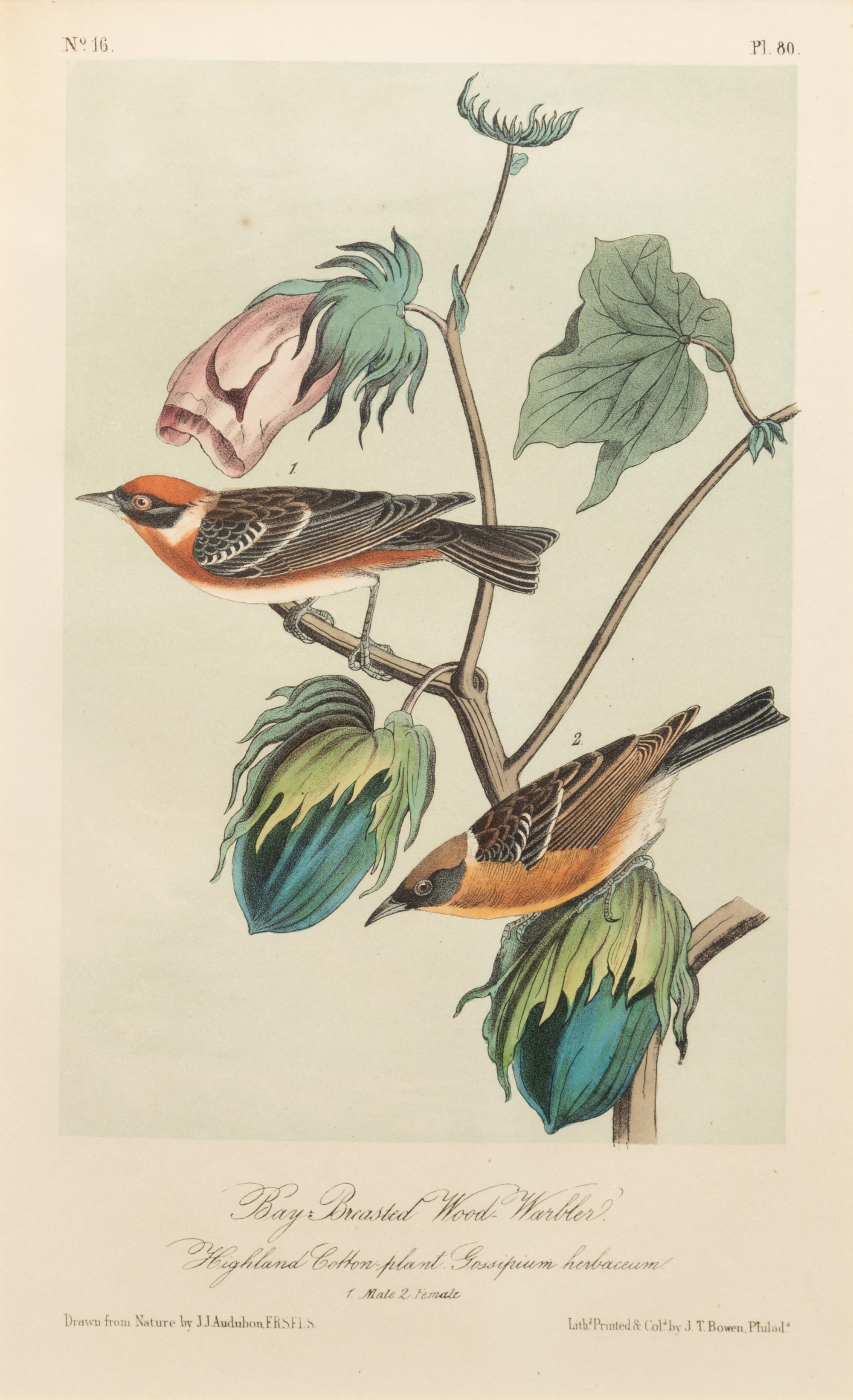 After John James Audubon (American, 1785-1851)