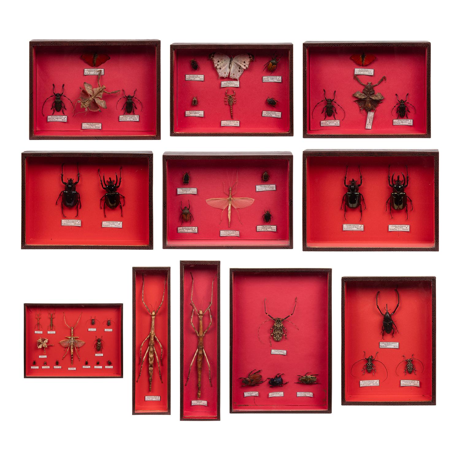 Eleven Framed Insect Specimen Shadow Boxes