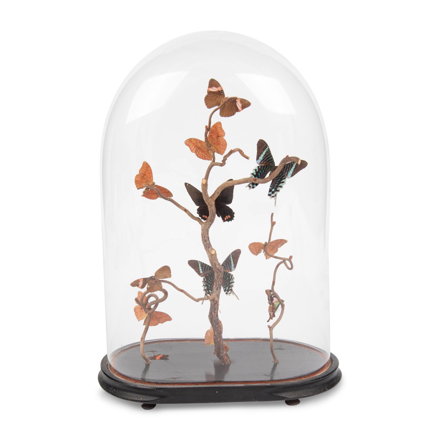 A Collection of Butterfly Specimens in a Glass Cloche