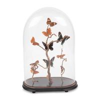 A Collection of Butterfly Specimens in a Glass Cloche