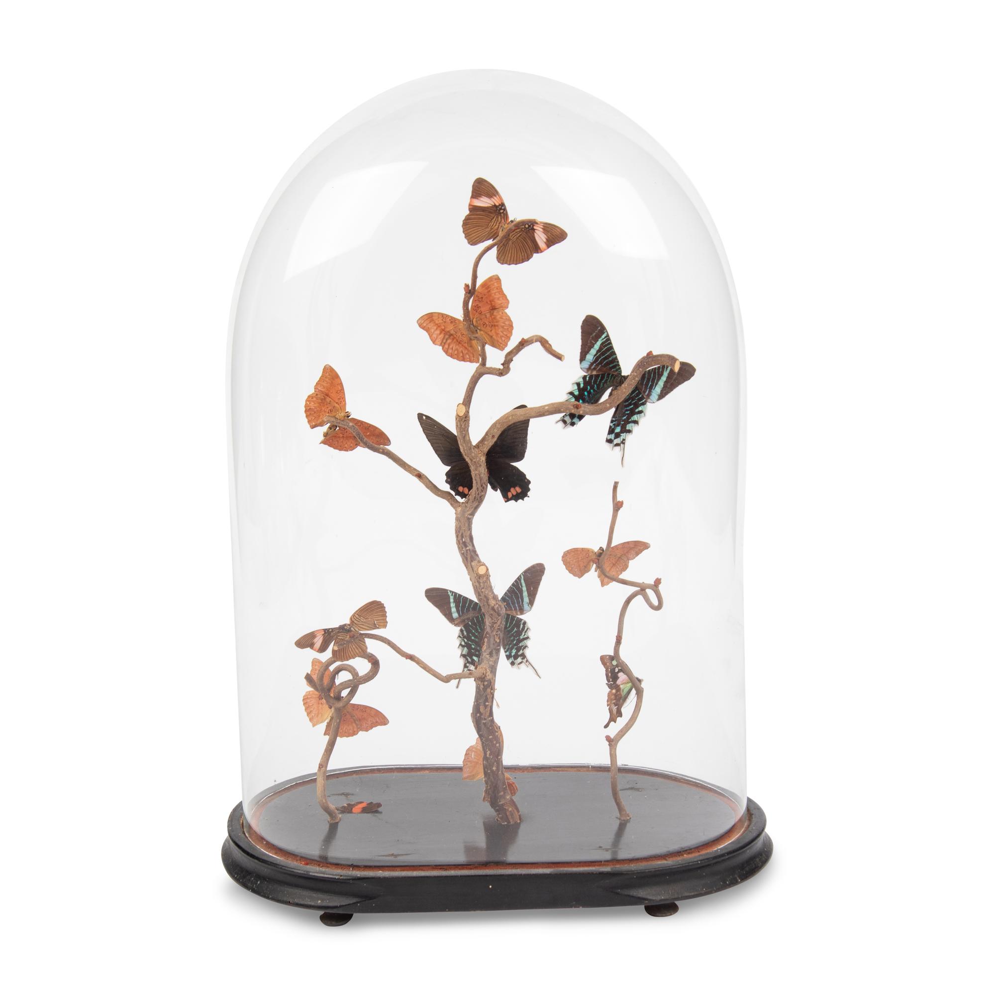 A Collection of Butterfly Specimens in a Glass Cloche