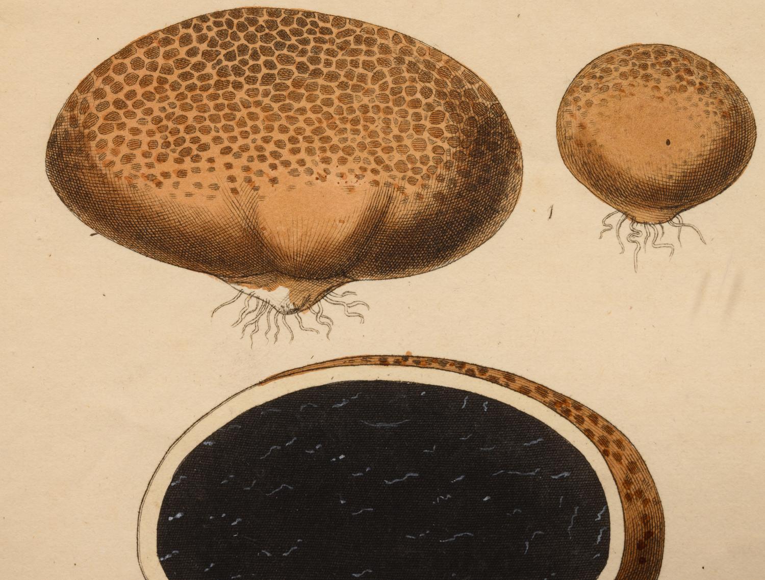 Five German Hand-Colored Engravings of Various Fungi (19th Century)