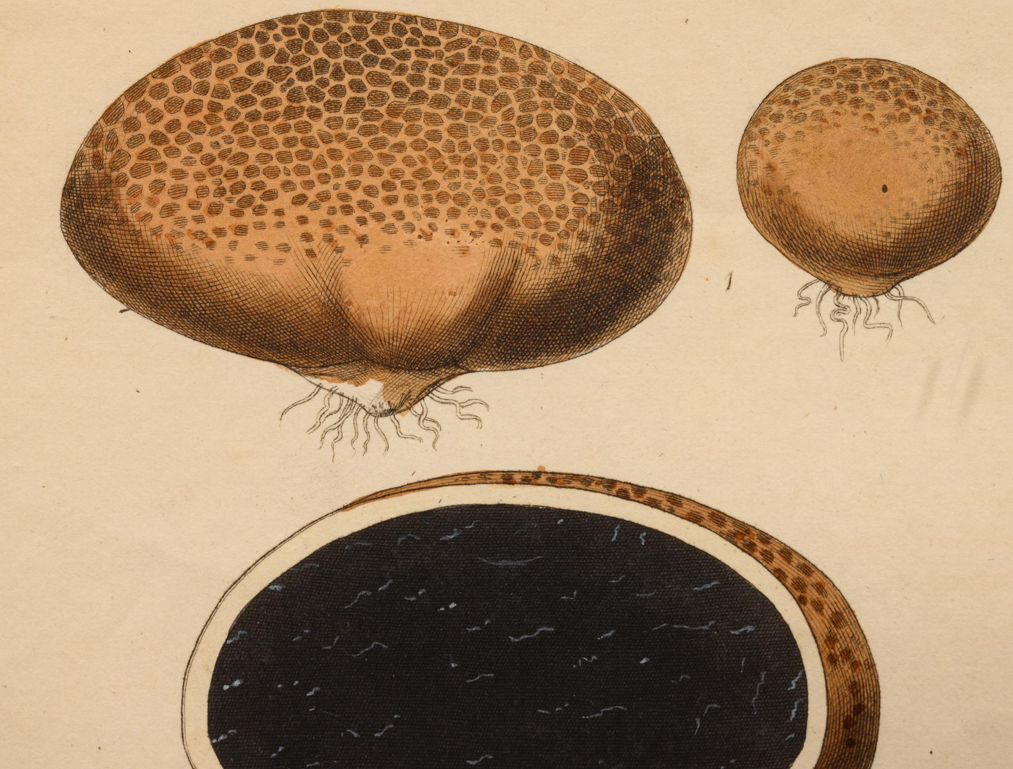 Five German Hand-Colored Engravings of Various Fungi (19th Century)