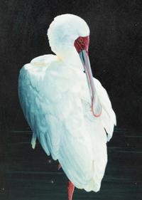 Preening Spoonbill , 2007