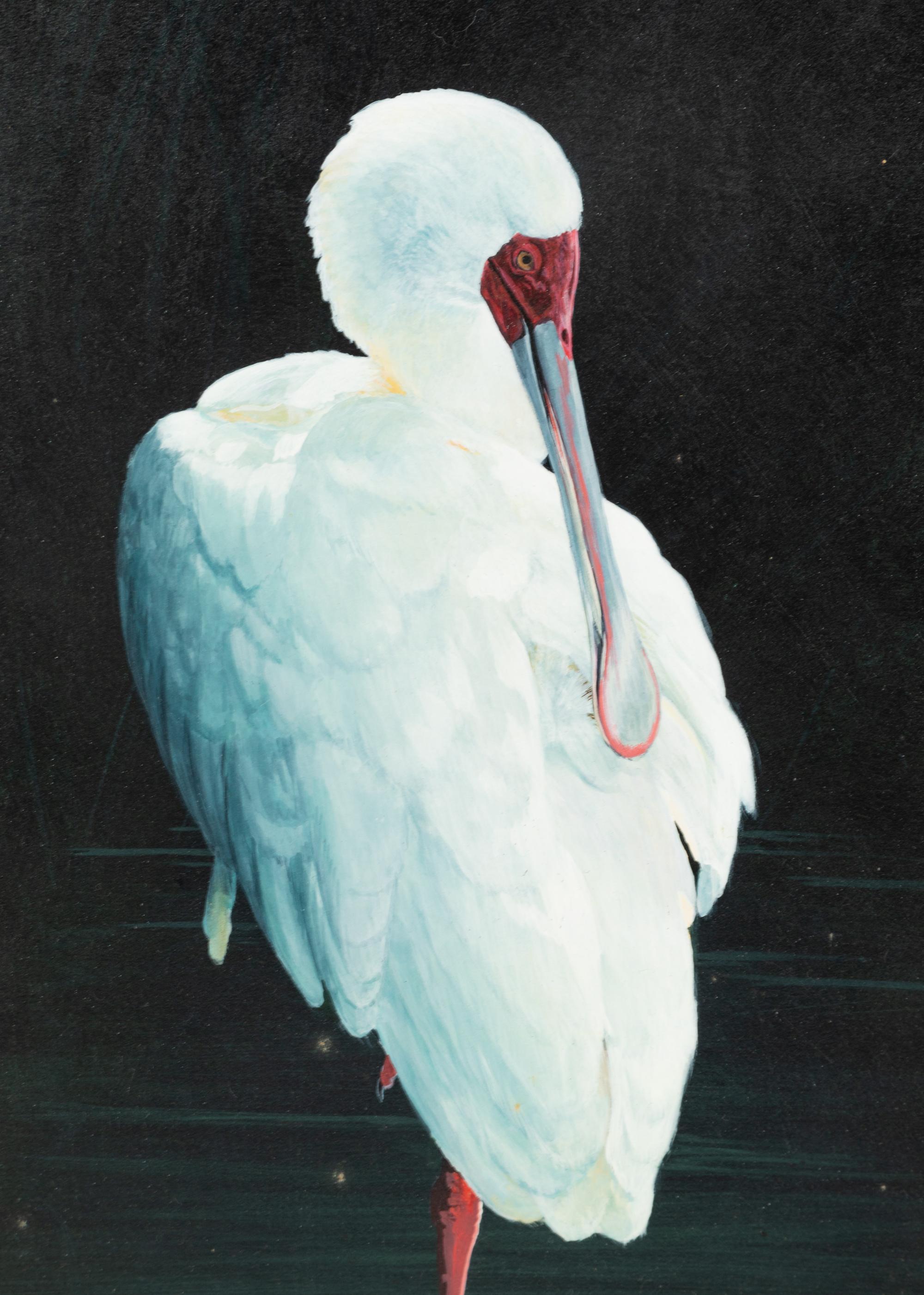 Preening Spoonbill , 2007