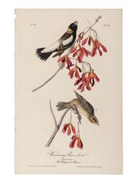 AUDUBON, John James (1785-1851), after. A group of 190 octavo-format lithographs, including: