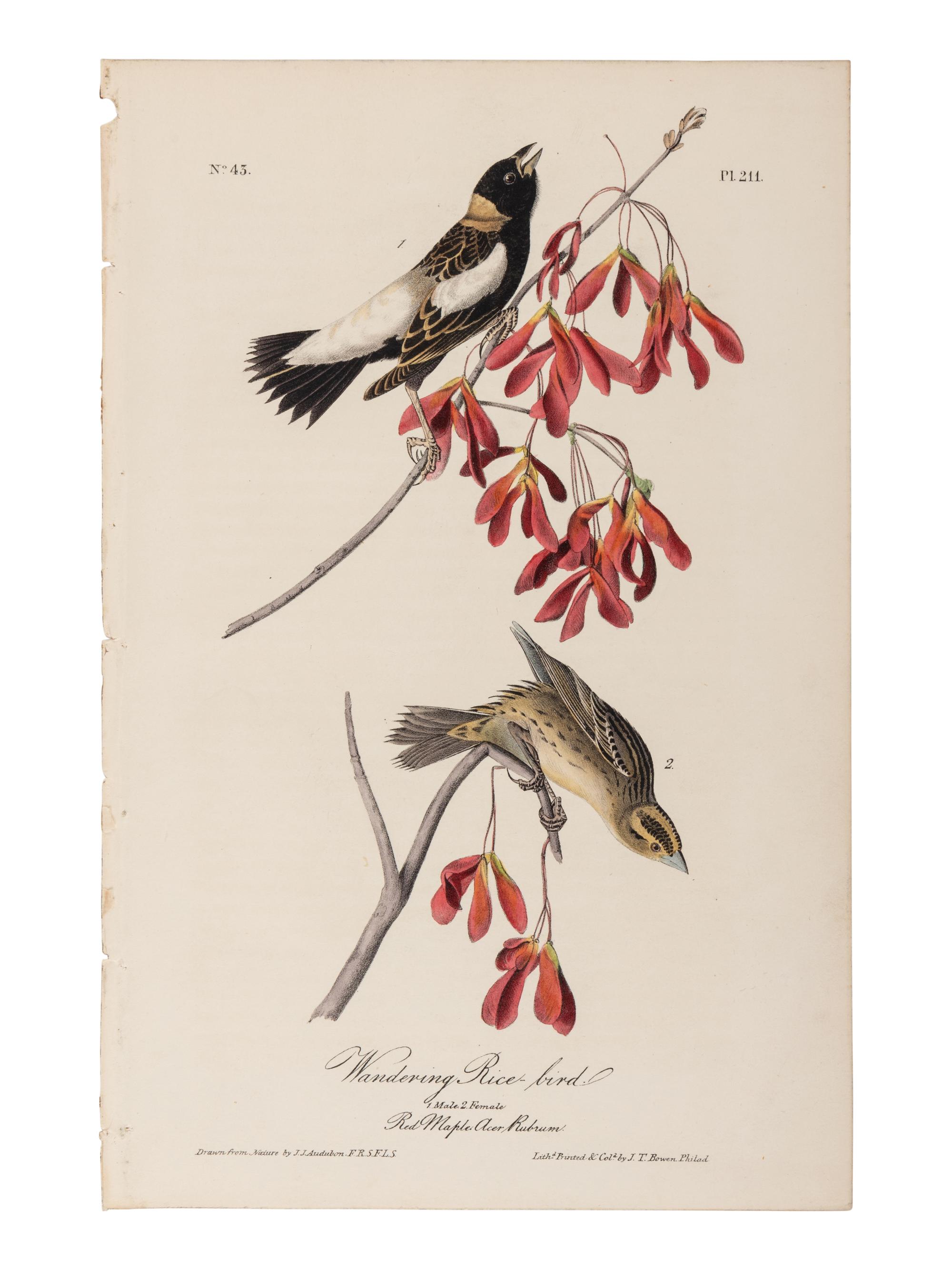 AUDUBON, John James (1785-1851), after. A group of 190 octavo-format lithographs, including: