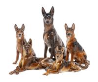 A Group of Five Rosenthal Porcelain German Shepherds Height of tallest 8 1/4 inches.