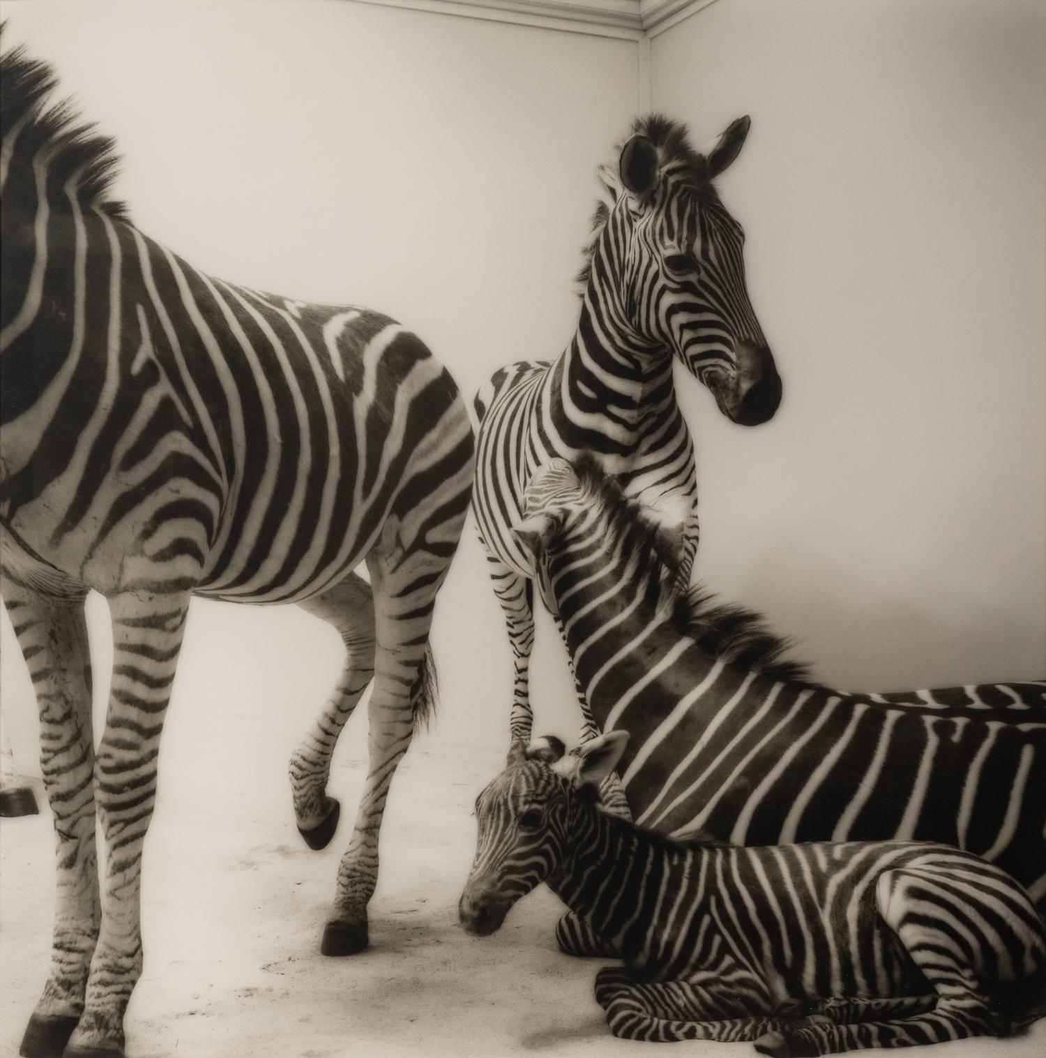 A group of six photographs from the Natural History series