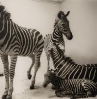 A group of six photographs from the Natural History series