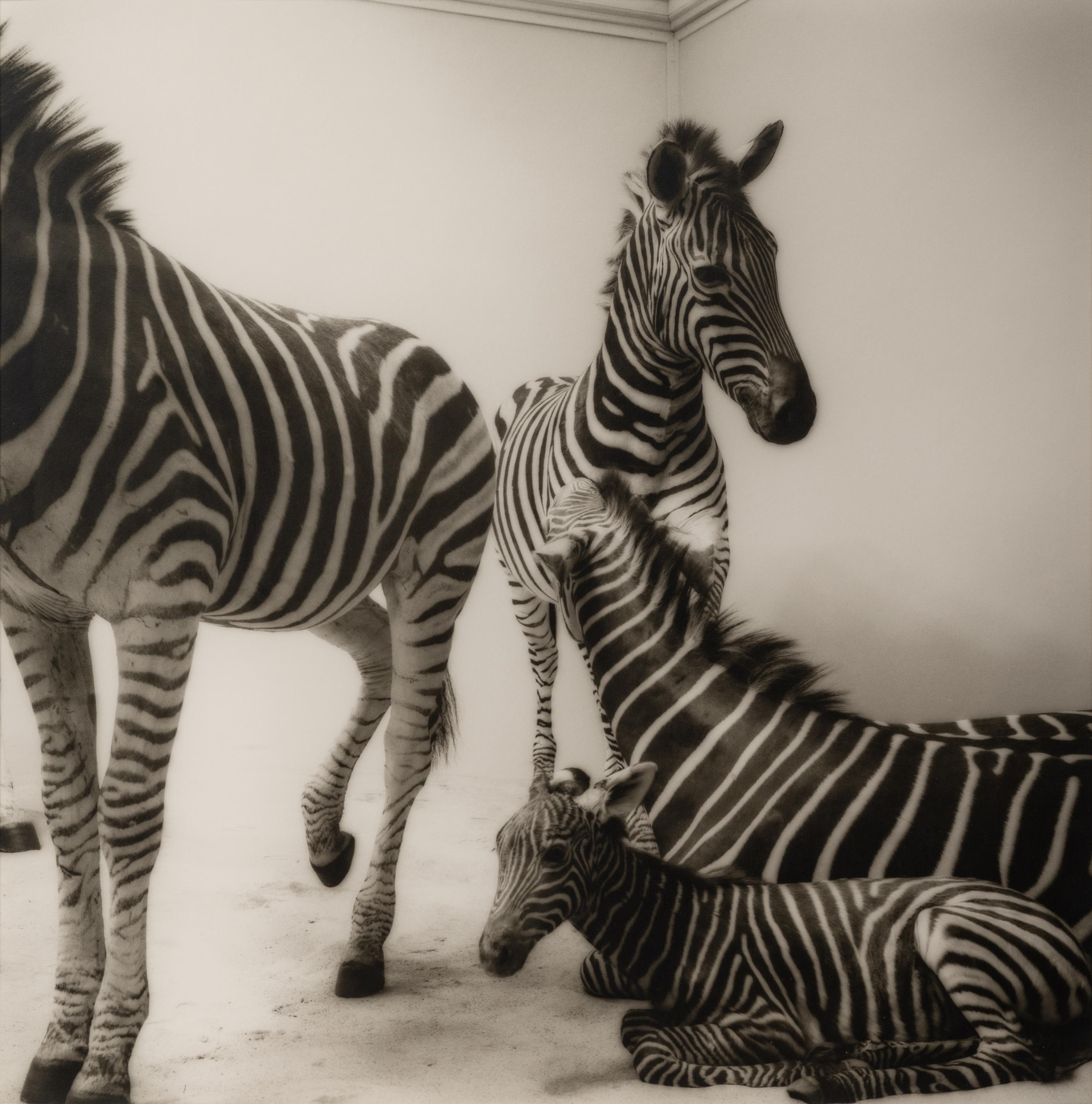 A group of six photographs from the Natural History series