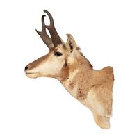 A Taxidermy Pronghorn Antelope Shoulder Mount