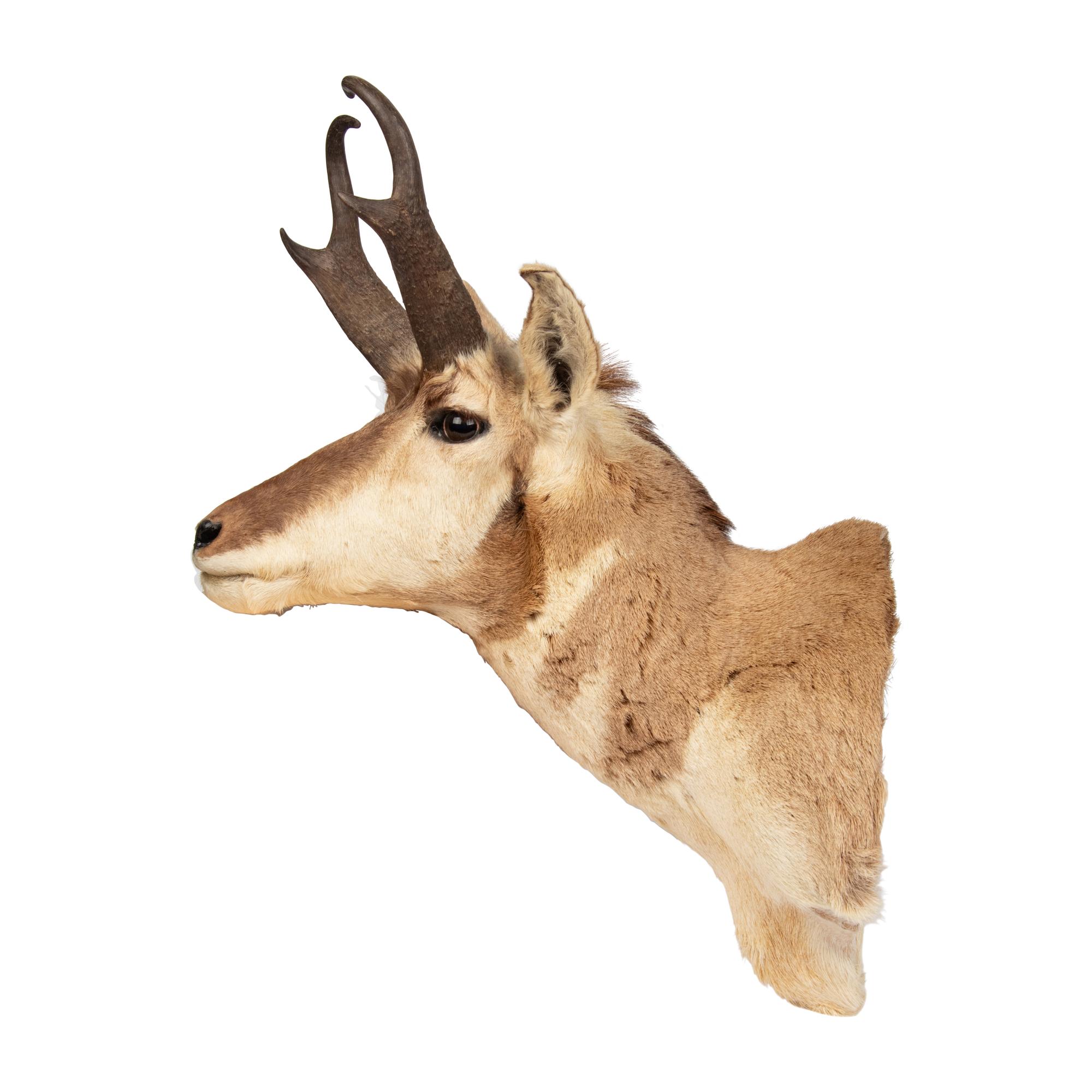 A Taxidermy Pronghorn Antelope Shoulder Mount