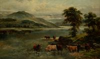 Highland Cattle