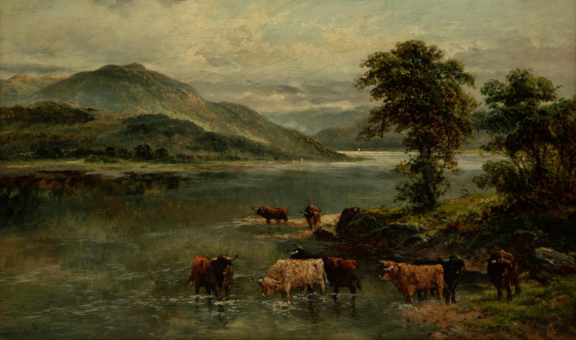 Highland Cattle
