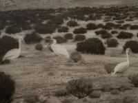 A group of six photographs from the Natural History series
