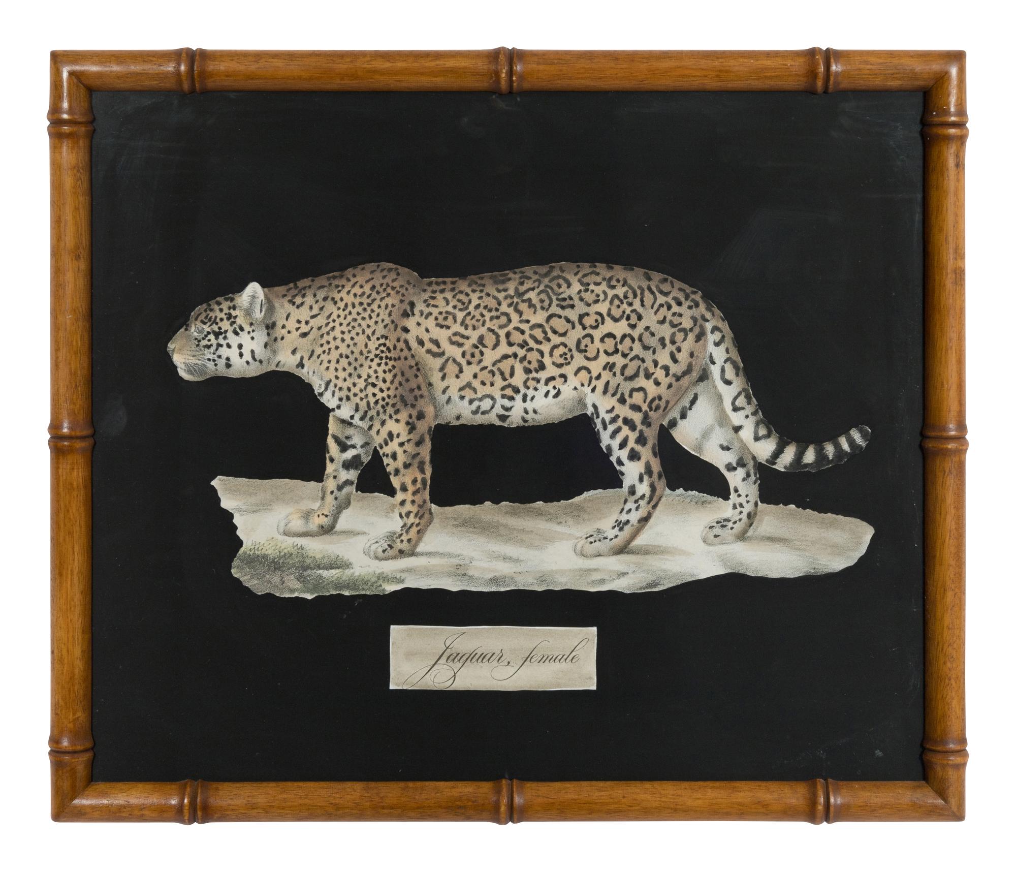 A Collection of Four Large Cat Prints