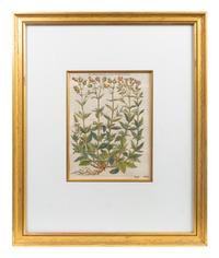 A Group of Eight Hand Colored Engravings Possibly After Matthias de l'Obel — 19TH CENTURY