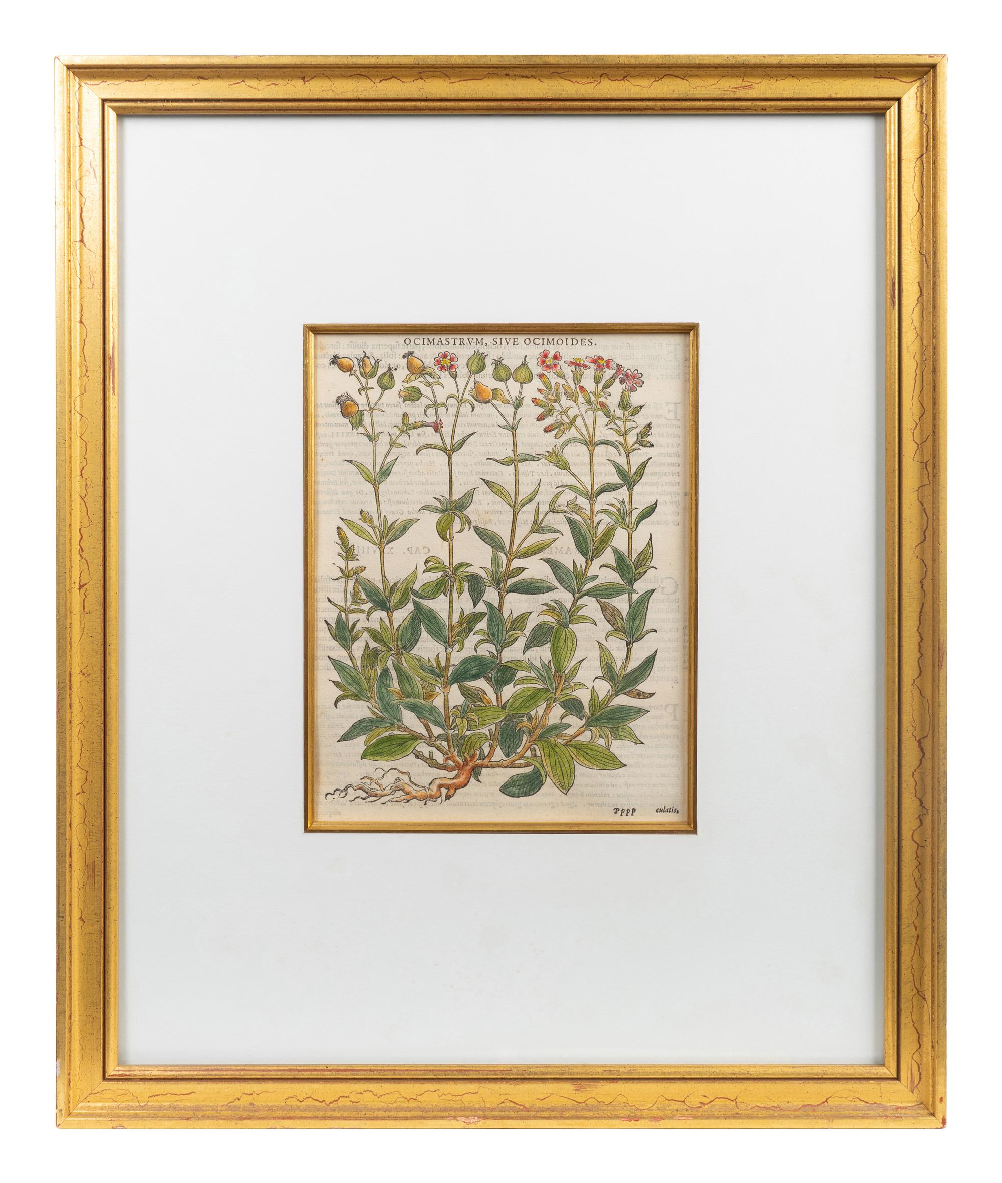A Group of Eight Hand Colored Engravings Possibly After Matthias de l'Obel — 19TH CENTURY