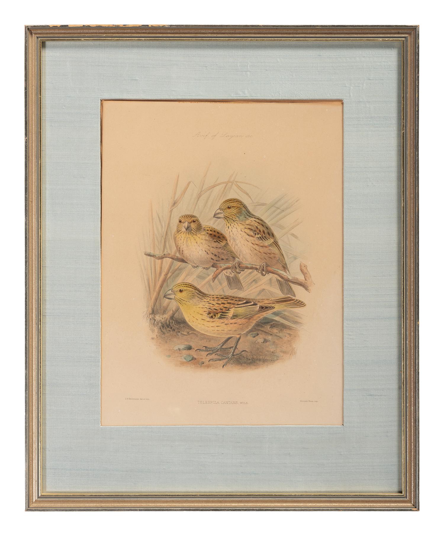 J.G. Keulemans (Dutch, 1842-1912)