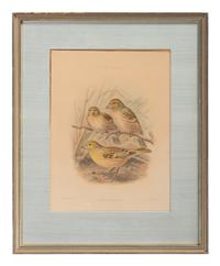J.G. Keulemans (Dutch, 1842-1912)
