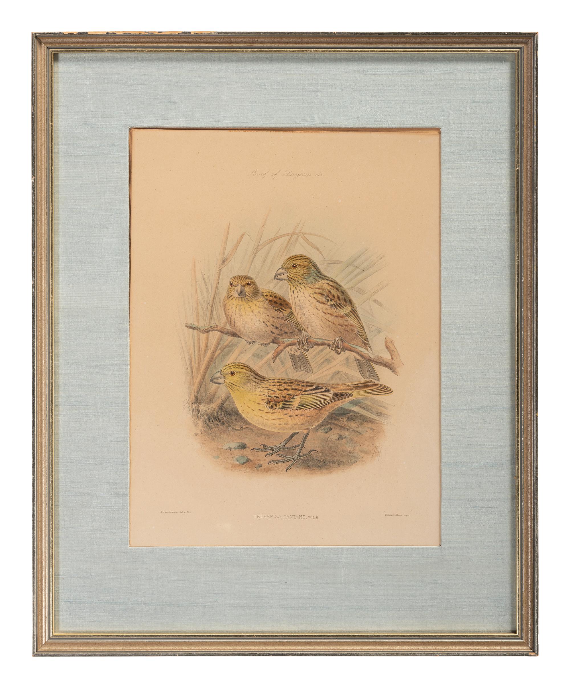 J.G. Keulemans (Dutch, 1842-1912)