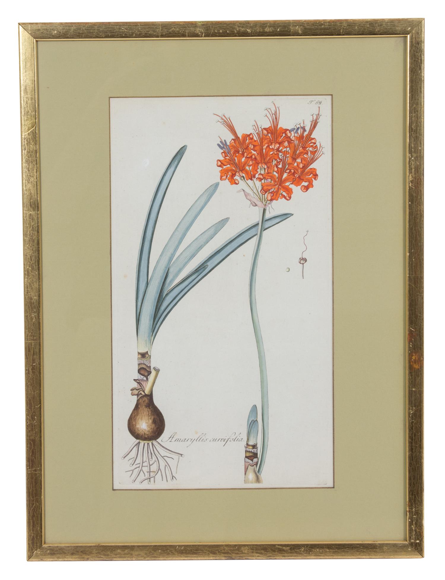 A Collection of Twelve Botanical Engravings Largest framed dimensions 27 x 9 inches. — 19TH/20TH CENTURY