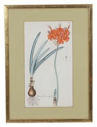 A Collection of Twelve Botanical Engravings Largest framed dimensions 27 x 9 inches. — 19TH/20TH CENTURY
