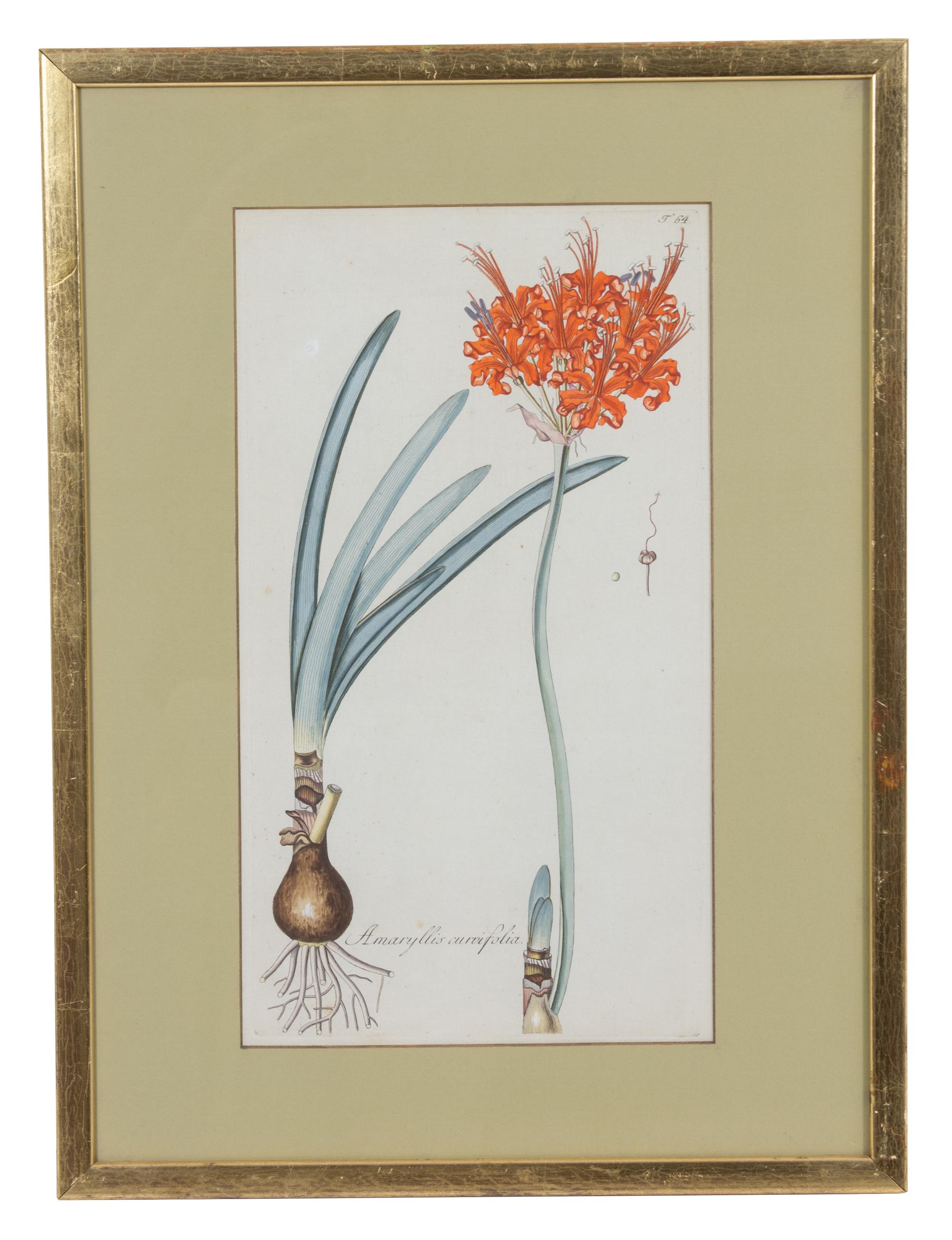A Collection of Twelve Botanical Engravings Largest framed dimensions 27 x 9 inches. — 19TH/20TH CENTURY