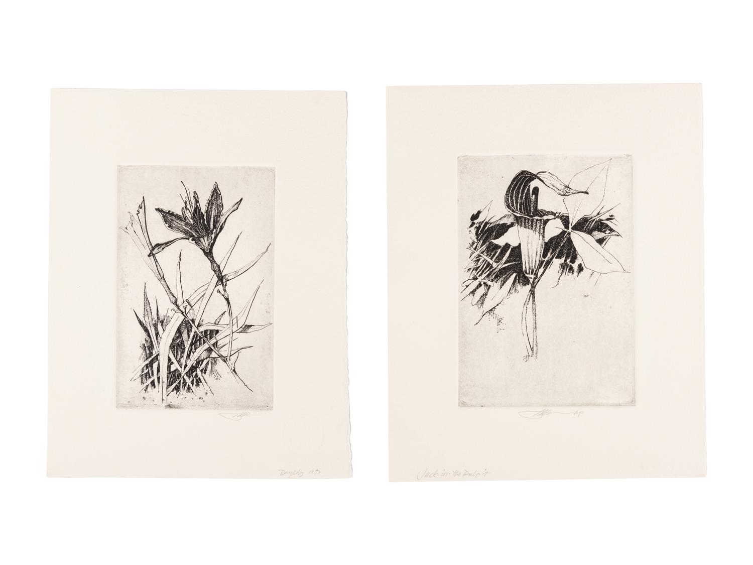 MOSER, Barry. Jack-in-the-Pulpit. [ca 1979]. 283 x 227 mm. Etching. Captioned and signed in pencil, designated artist’s proof (“ap”). — Common Day Lily. 1978. 278 x 213 mm. Signed, captioned and dated in pencil.