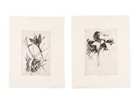 MOSER, Barry. Jack-in-the-Pulpit. [ca 1979]. 283 x 227 mm. Etching. Captioned and signed in pencil, designated artist’s proof (“ap”). — Common Day Lily. 1978. 278 x 213 mm. Signed, captioned and dated in pencil.