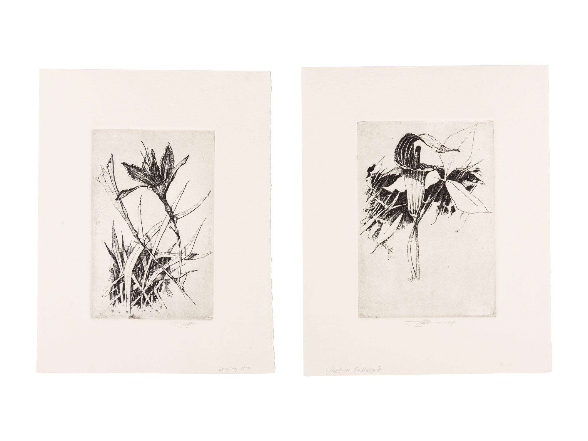 MOSER, Barry. Jack-in-the-Pulpit. [ca 1979]. 283 x 227 mm. Etching. Captioned and signed in pencil, designated artist’s proof (“ap”). — Common Day Lily. 1978. 278 x 213 mm. Signed, captioned and dated in pencil.