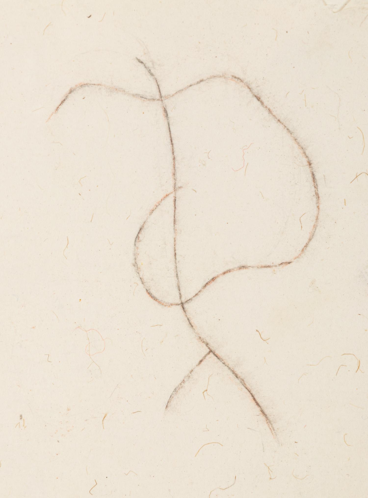Drawing for Vine (Willow)