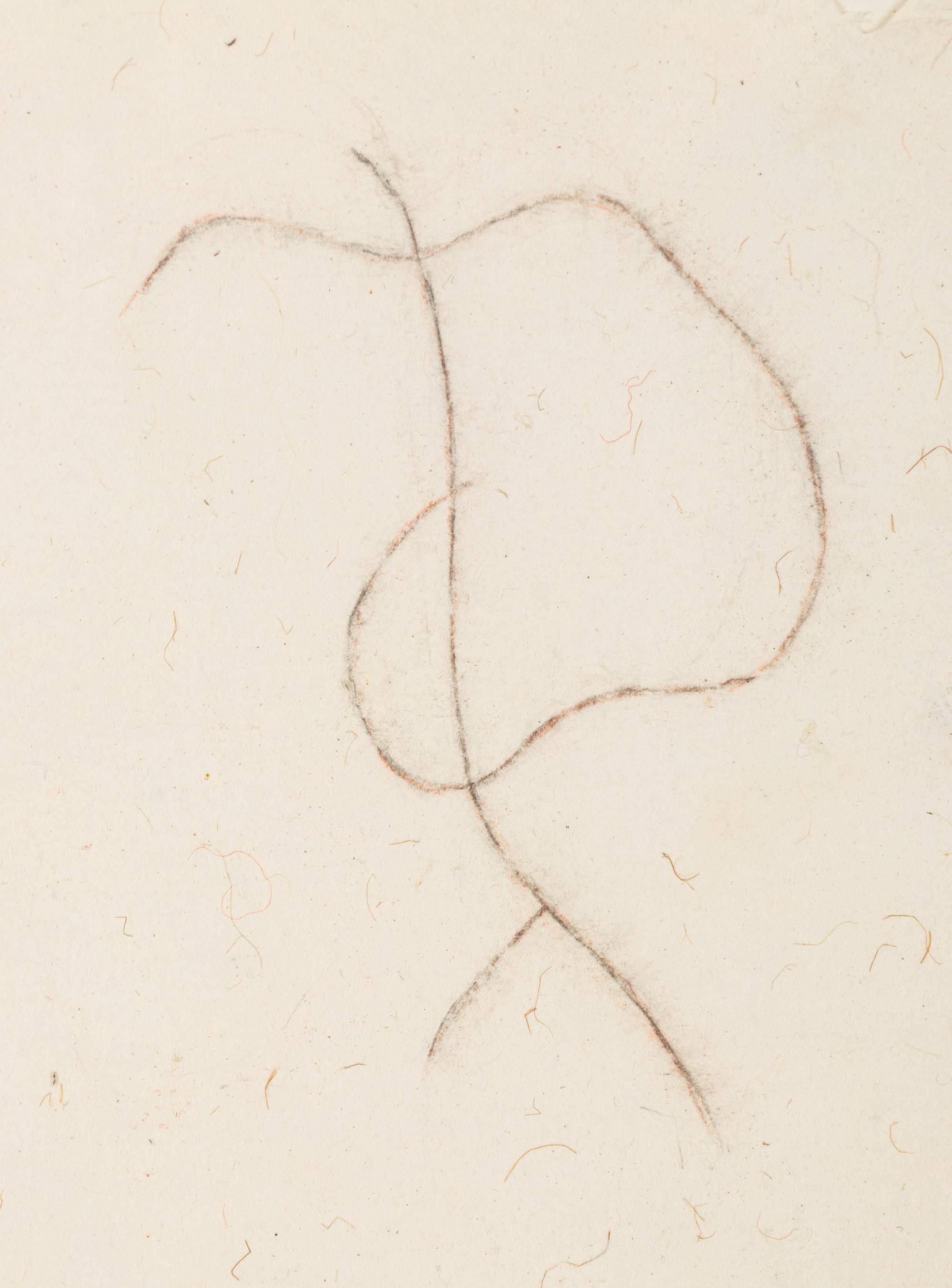 Drawing for Vine (Willow)