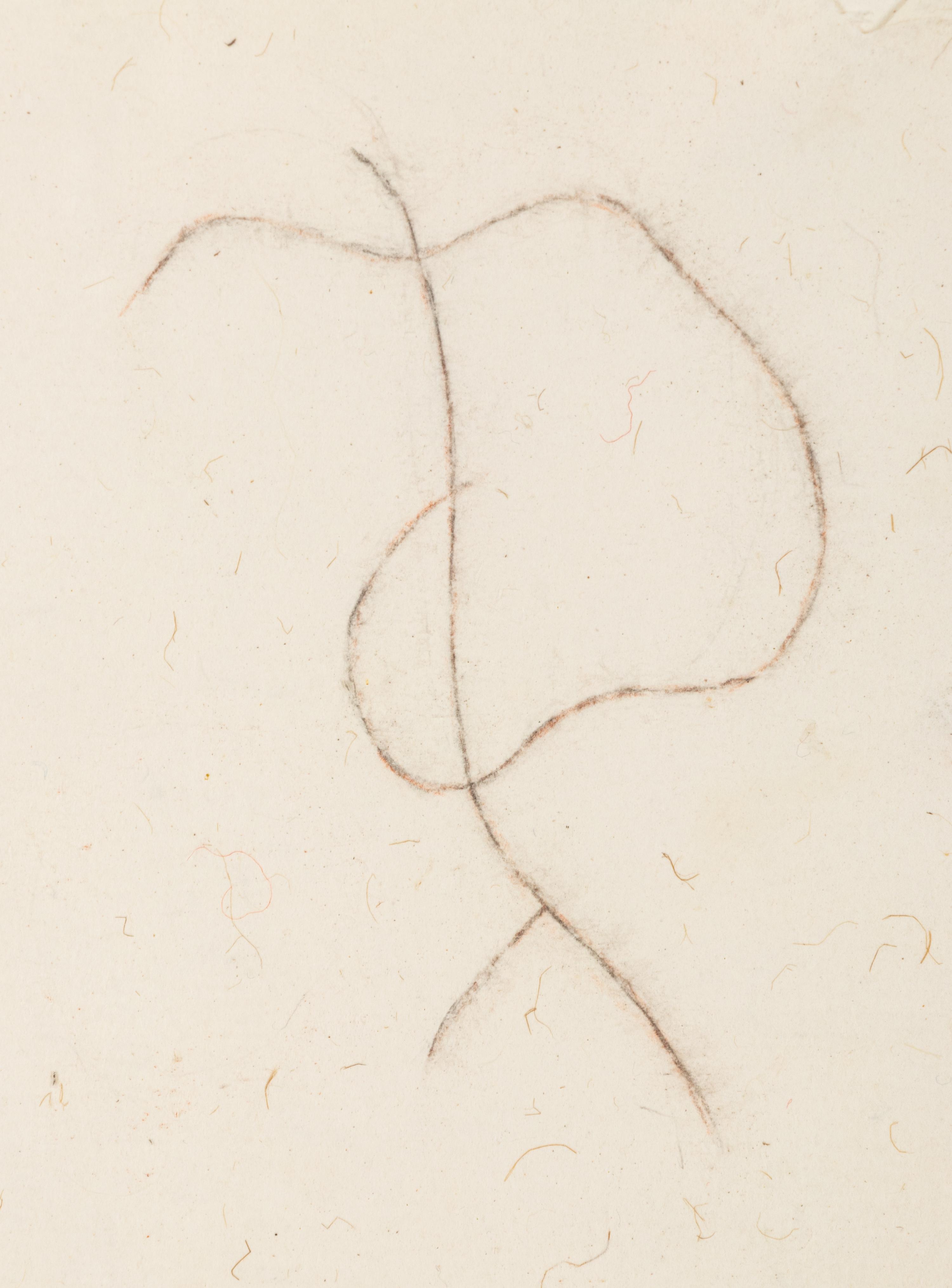 Drawing for Vine (Willow)