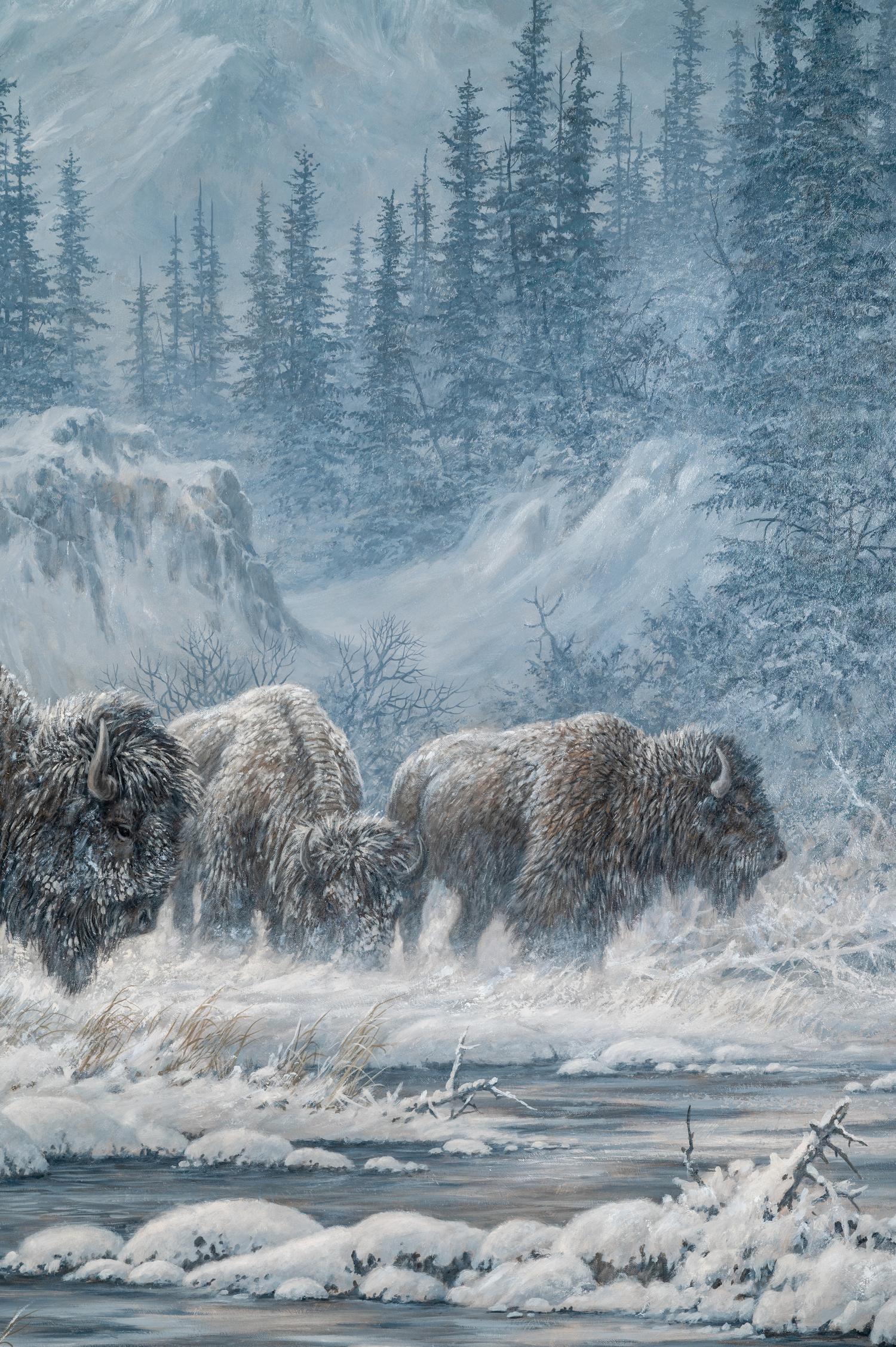 Colorado Buffalo