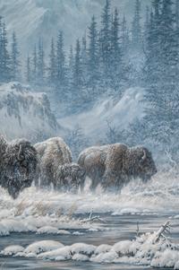 Colorado Buffalo