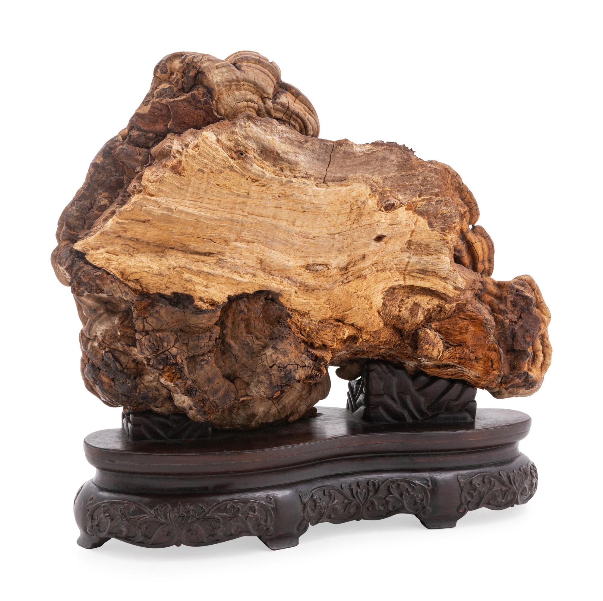 A Lingzhi Fungus