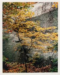 Maple Sapling and Rock, Passaconaway, New Hampshire from the portfolio ( In Wildness ), 1953 (printed 1981)