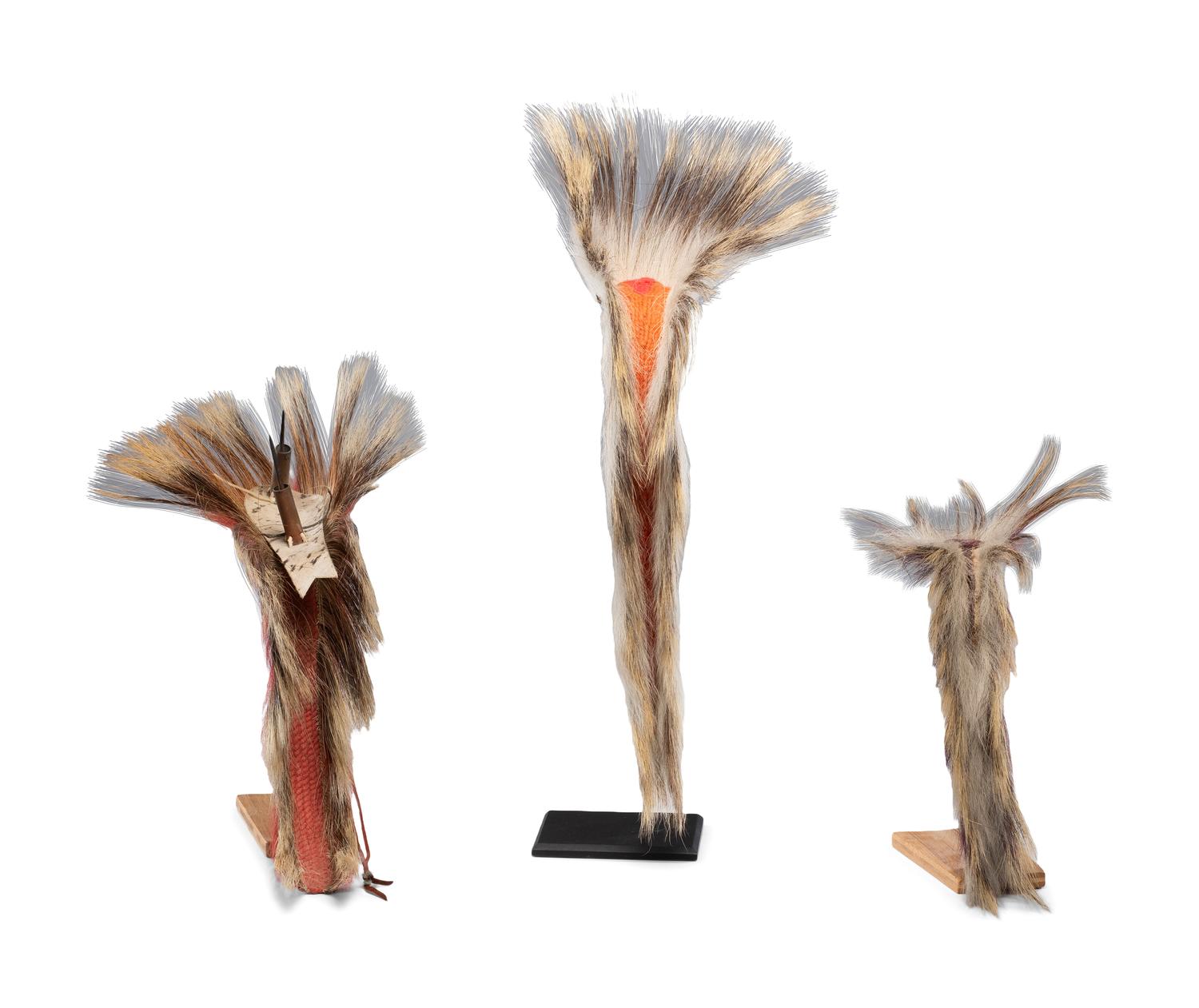 Plains Hair Roaches