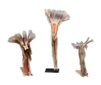 Plains Hair Roaches