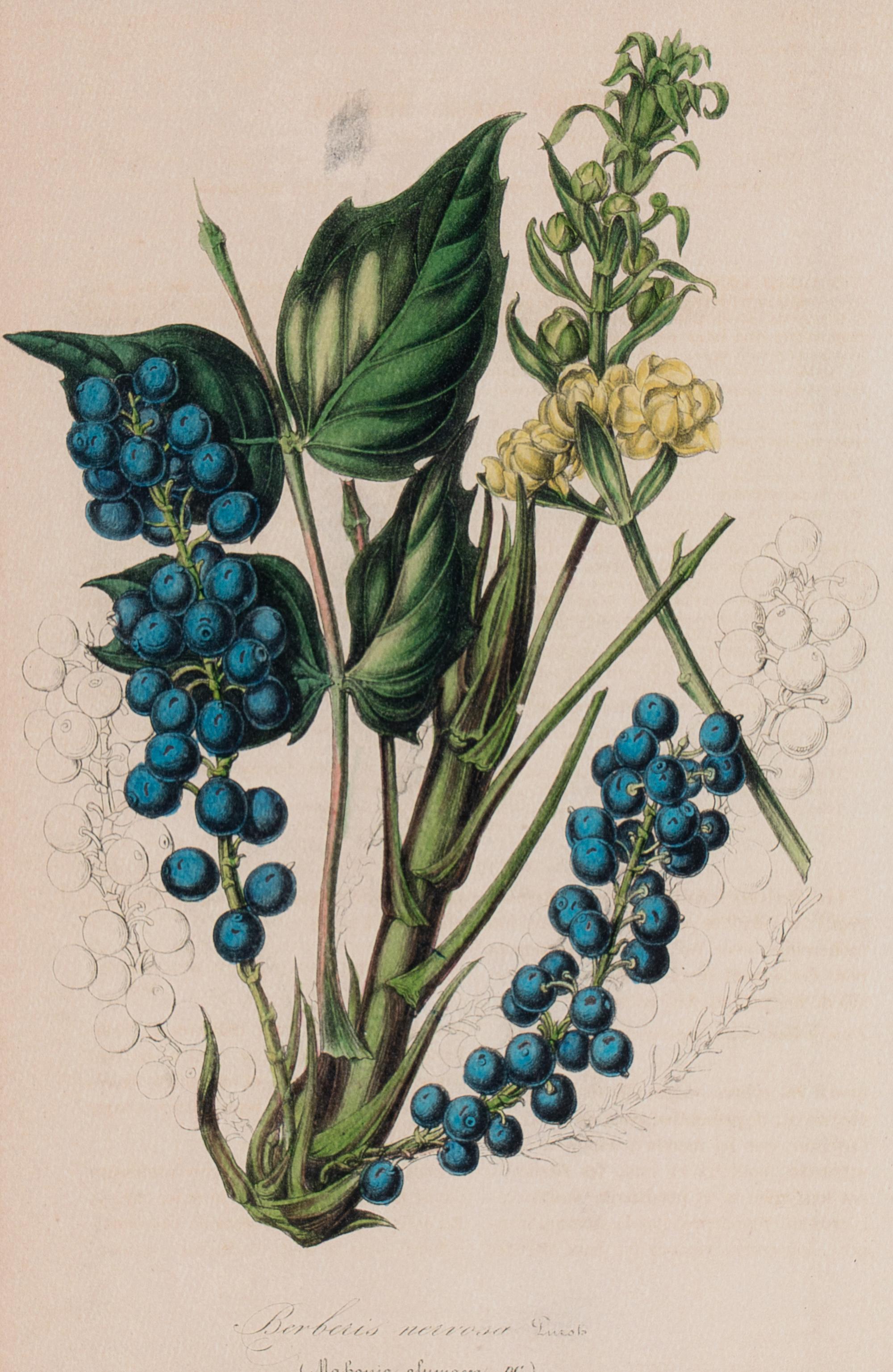 A Set of Six Hand-Colored Botanical Lithographs from L'illustration Horticole: Journal Special Des Serres Et Des Jardins