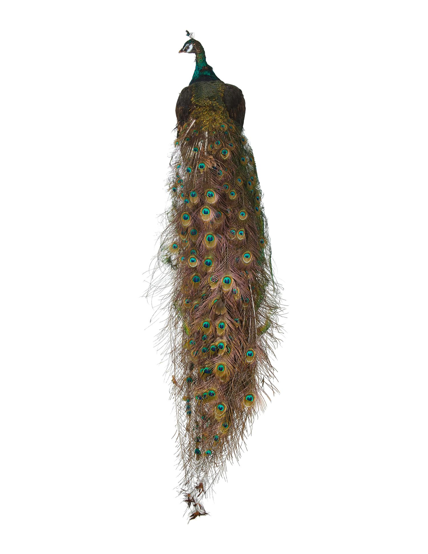 A Taxidermy Peacock ( Pavo cristatus)